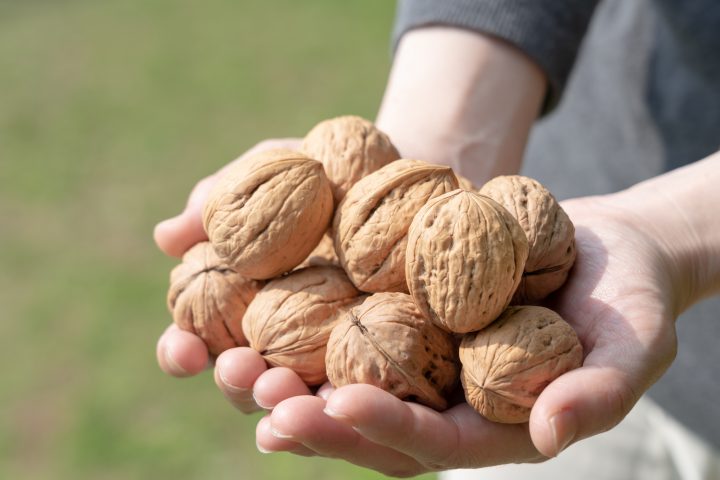 世界が注目する くるみ の健康効果とは 生活習慣病の予防や不調の改善にオススメ アリマメブログ 世界が注目する くるみ の健康効果とは 生活習慣病の予防や不調の改善にオススメ アリマメブログ