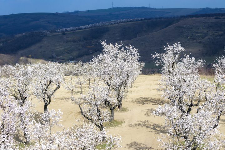 アーモンドの花の特徴は サクラの花との見分け方や見頃も紹介 アリマメブログ