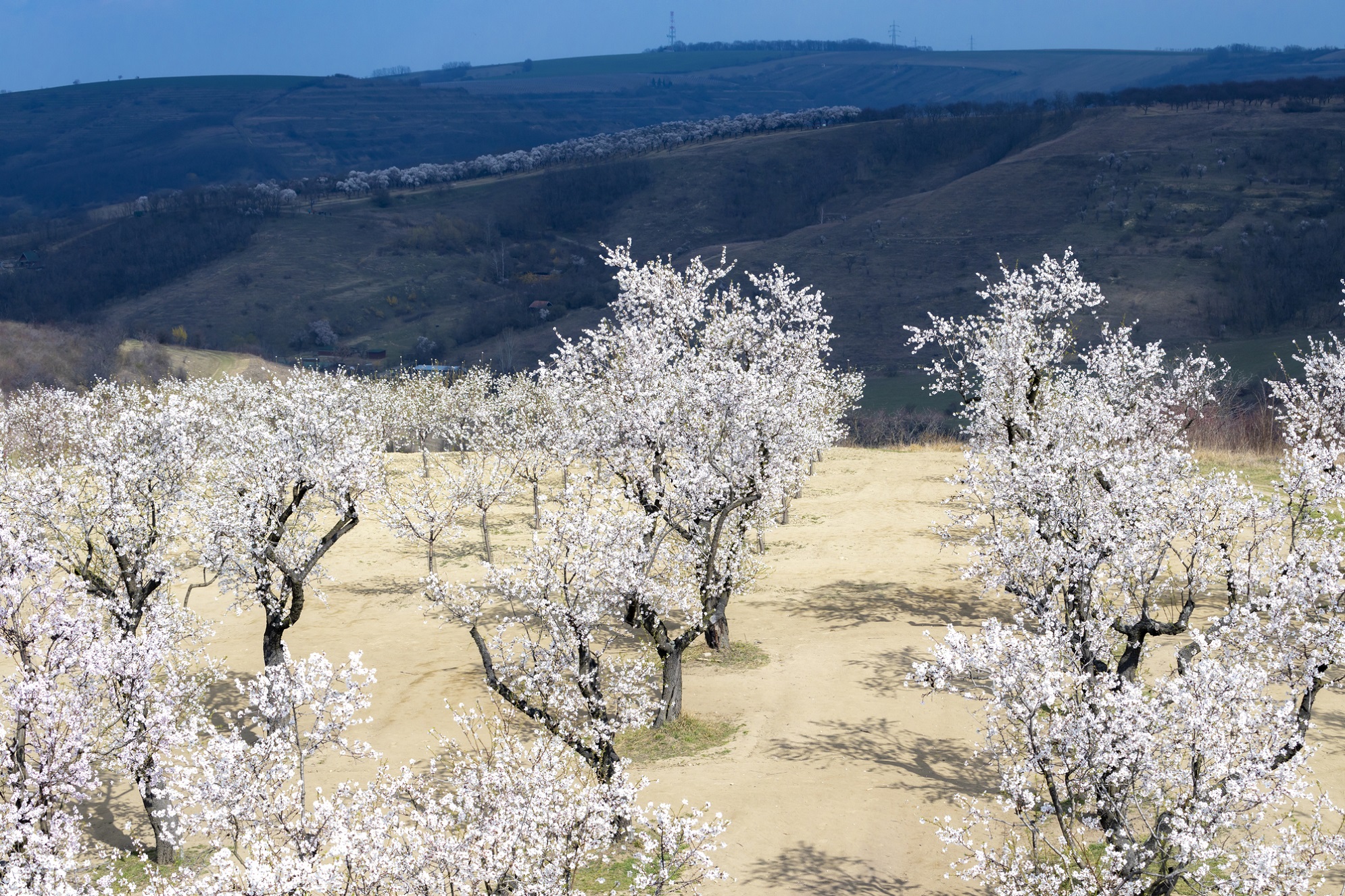 Almond tree orchard in Hustopece, South Moravia, Czech Republic