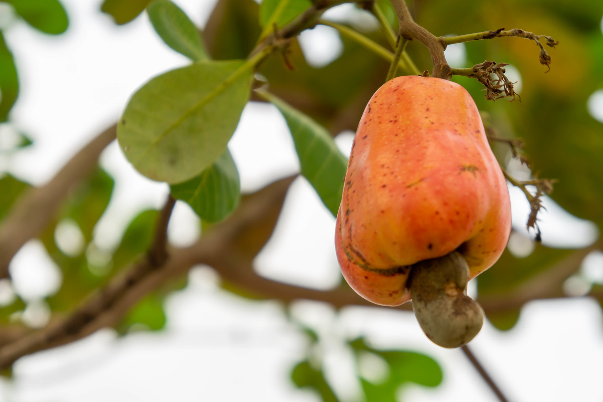 Anacardium occidentale or Cashews on the tree are fruits that use seeds for cooking by roasting.